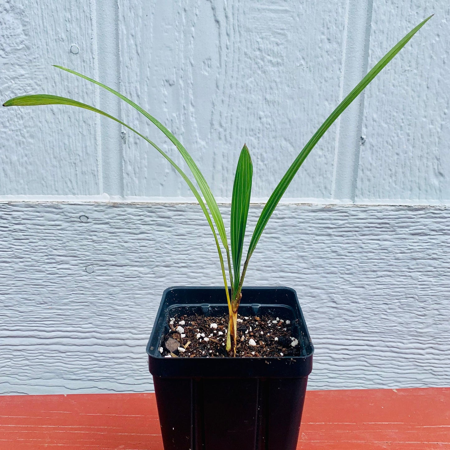 Trachycarpus fortunei 'Naini Tal' Palm COLD HARDY