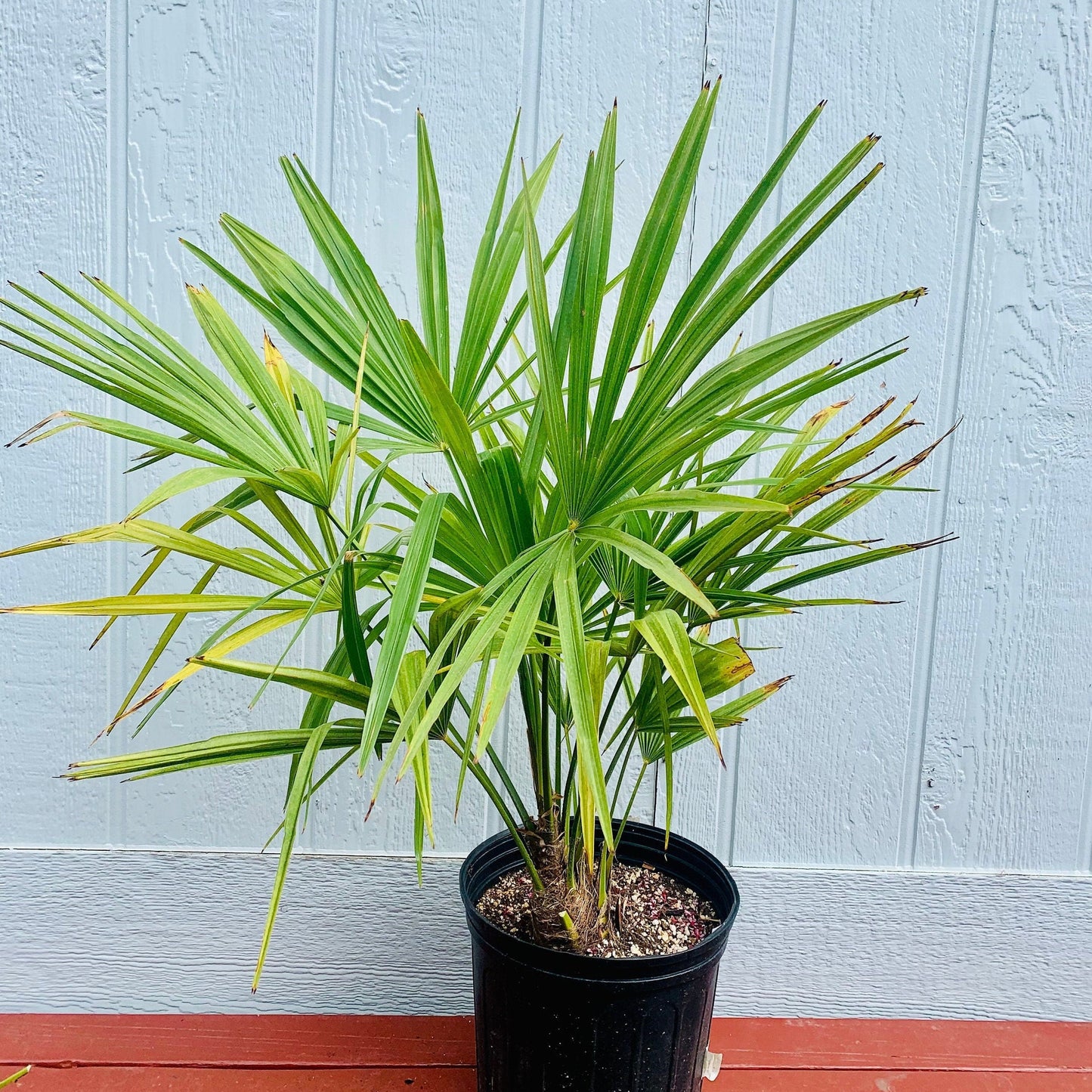 Trachycarpus fortunei 'Naini Tal' Palm COLD HARDY