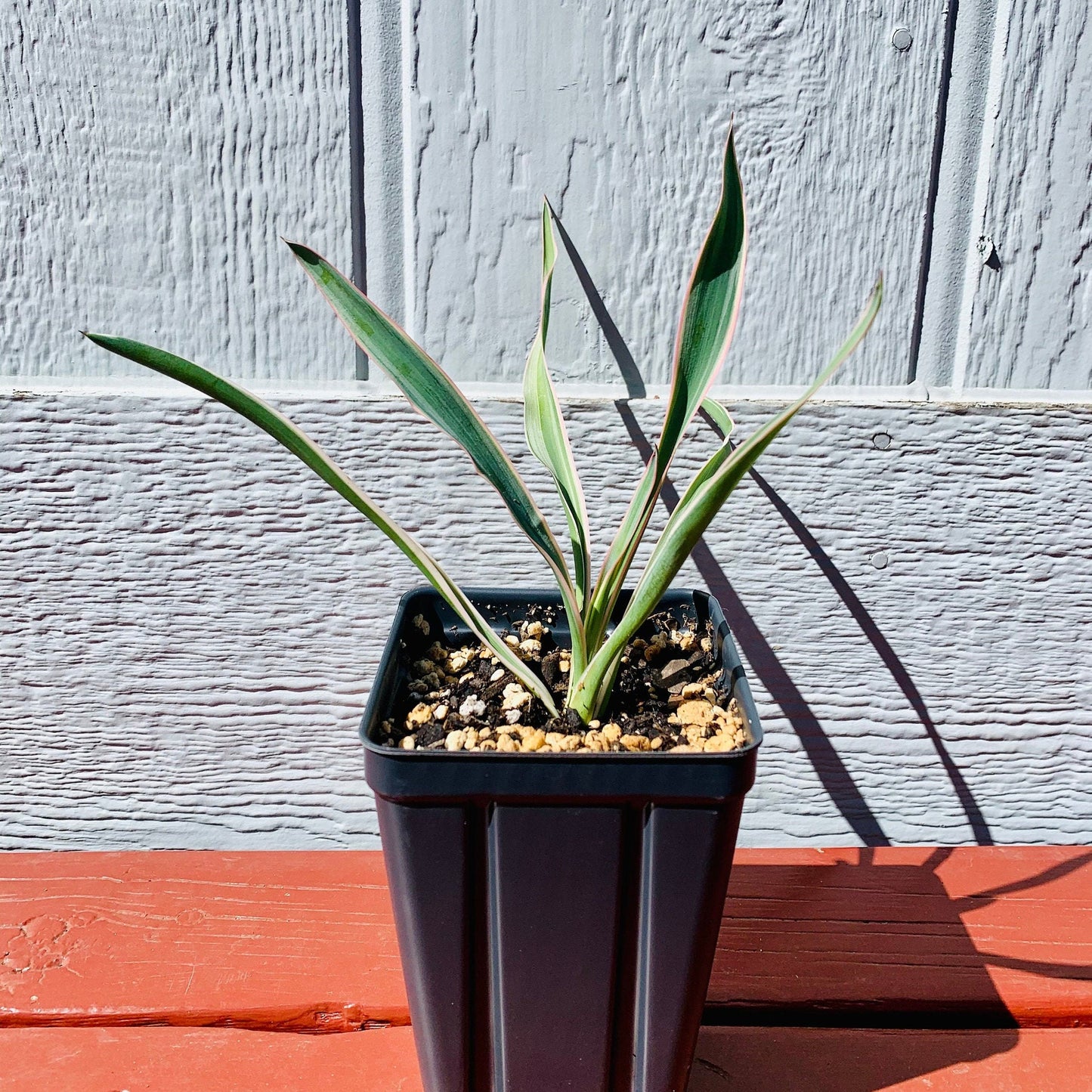 Yucca gloriosa 'Variegata' Spanish Dagger COLD HARDY