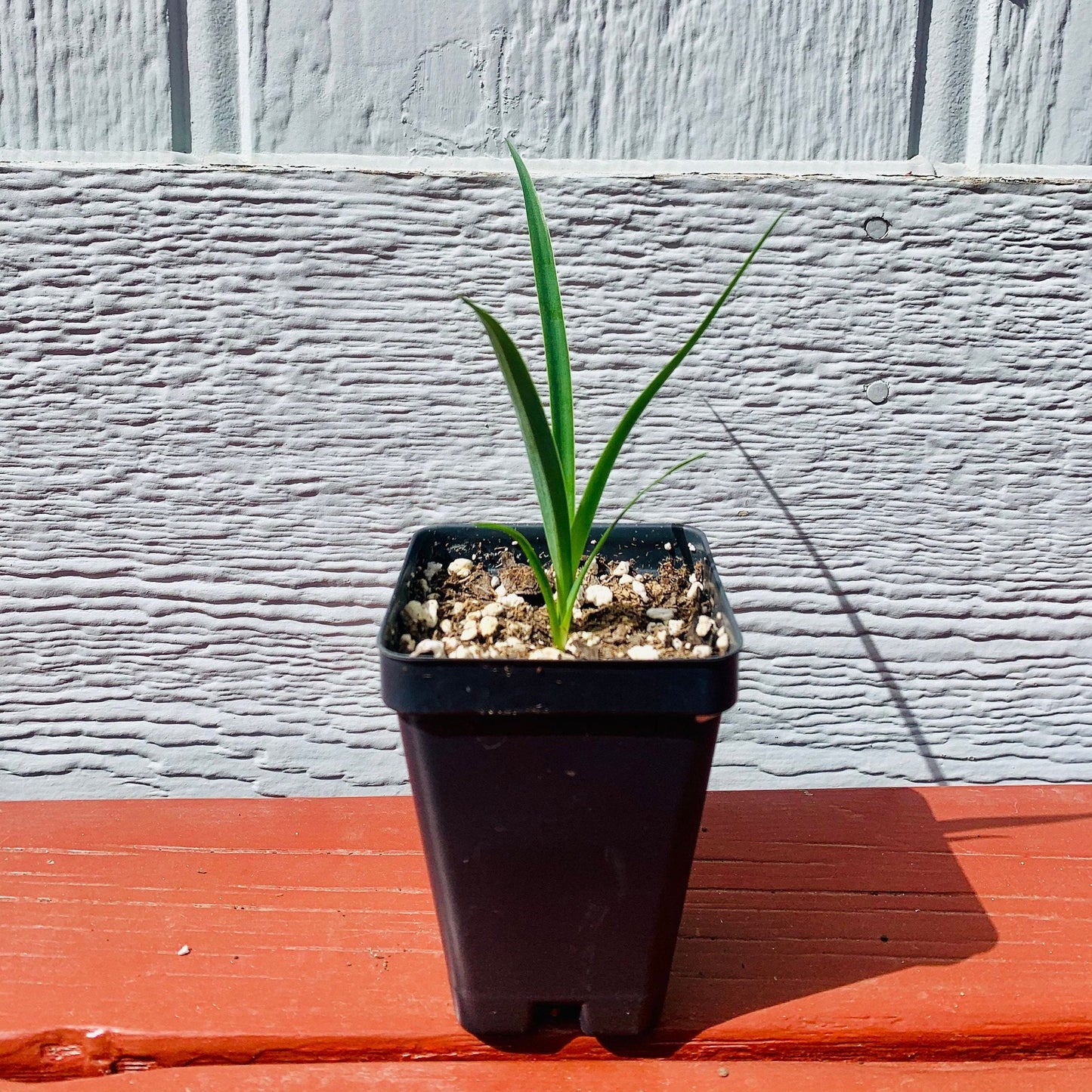 Yucca gloriosa 'Variegata' Spanish Dagger COLD HARDY