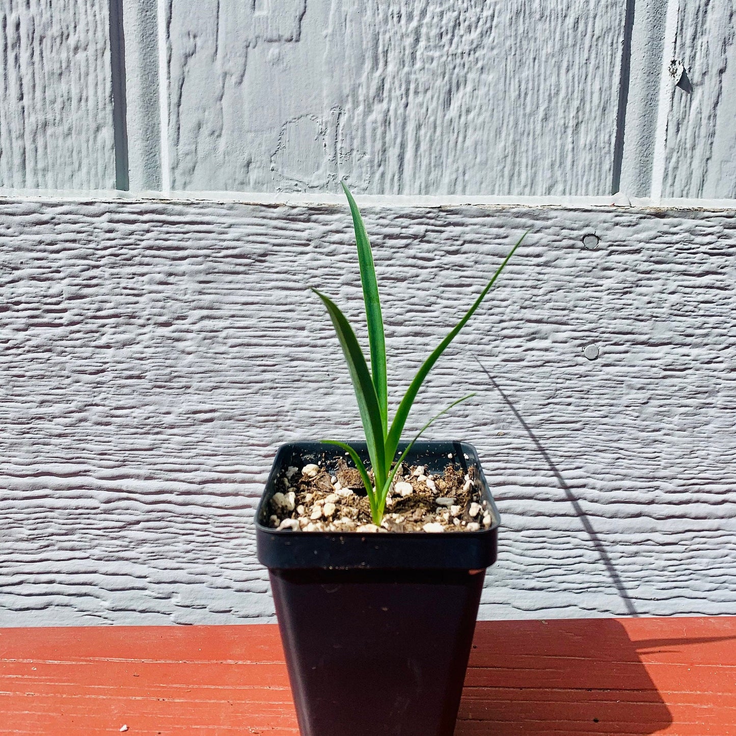 Yucca torreyi (Torrey's Yucca) Oregon COLD HARDY