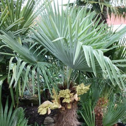 Trachycarpus fortunei wagnerianus x ‘Bulgaria’ - COLD HARDY
