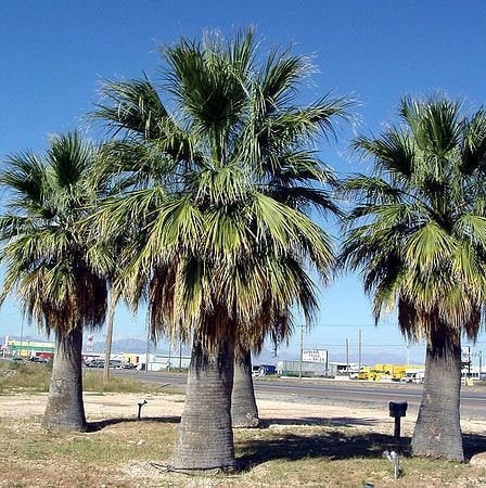 Washingtonia filifera ‘Oregon' Palm COLD HARDY Seeds