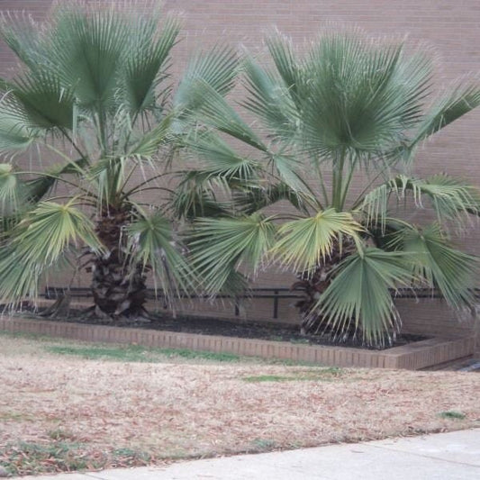 Washingtonia filifera ‘Oregon' Palm COLD HARDY Seeds