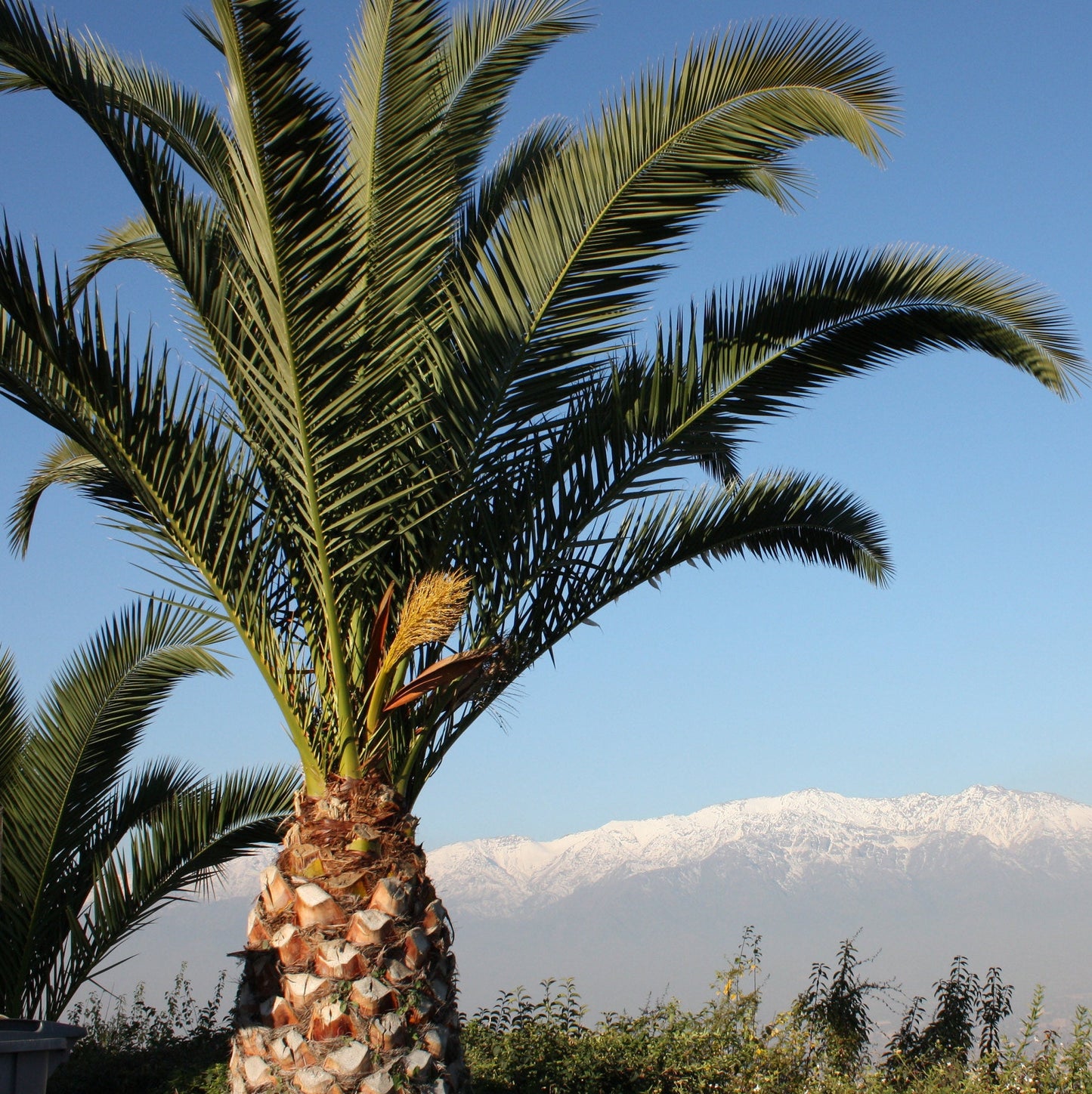 Jubaea chilensis 'Wine Palm' Oregon COLD HARDY