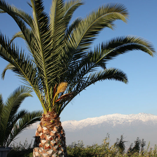 Jubaea chilensis 'Wine Palm' Oregon COLD HARDY