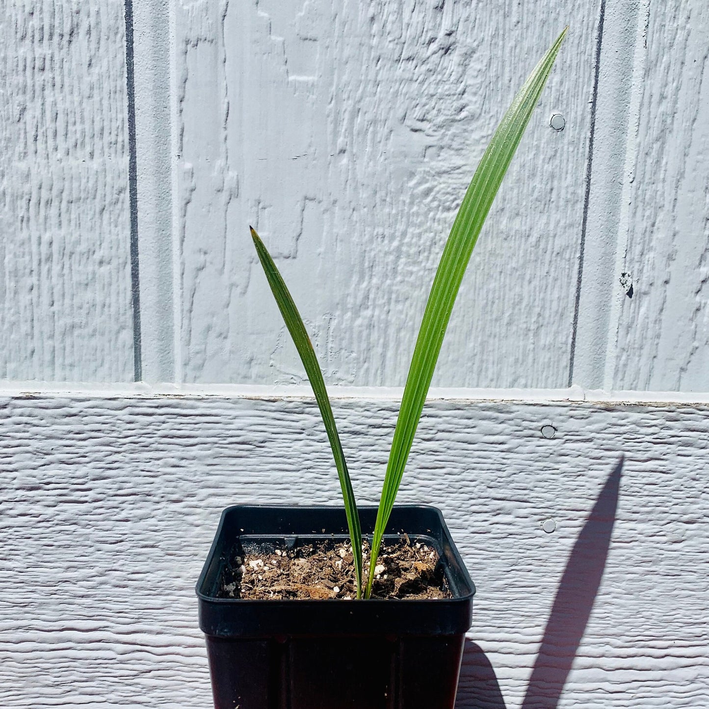 Chamaerops humilis 'Volcano' Oregon COLD HARDY