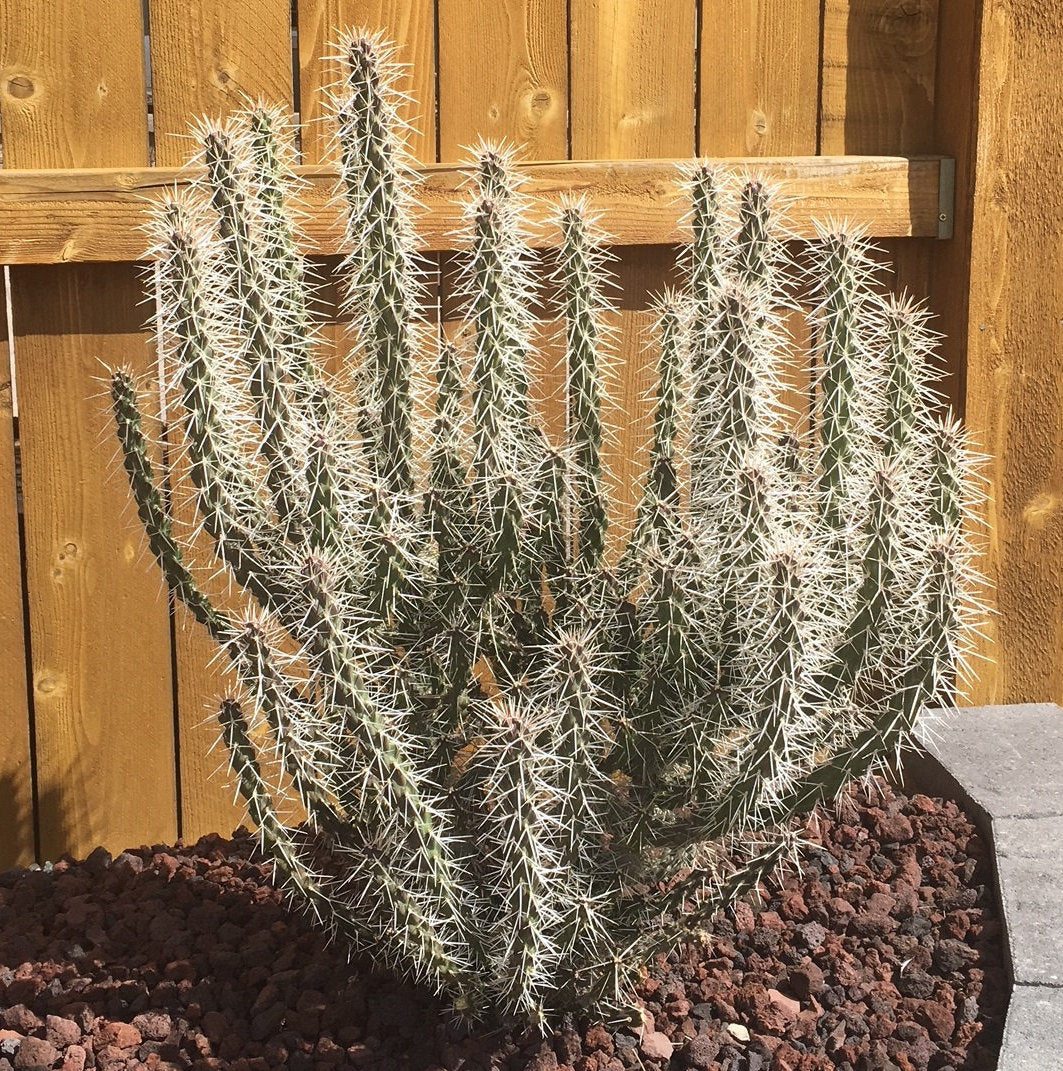 Whipple's Cholla Cactus (Cylindropuntia whipplei) COLD HARDY