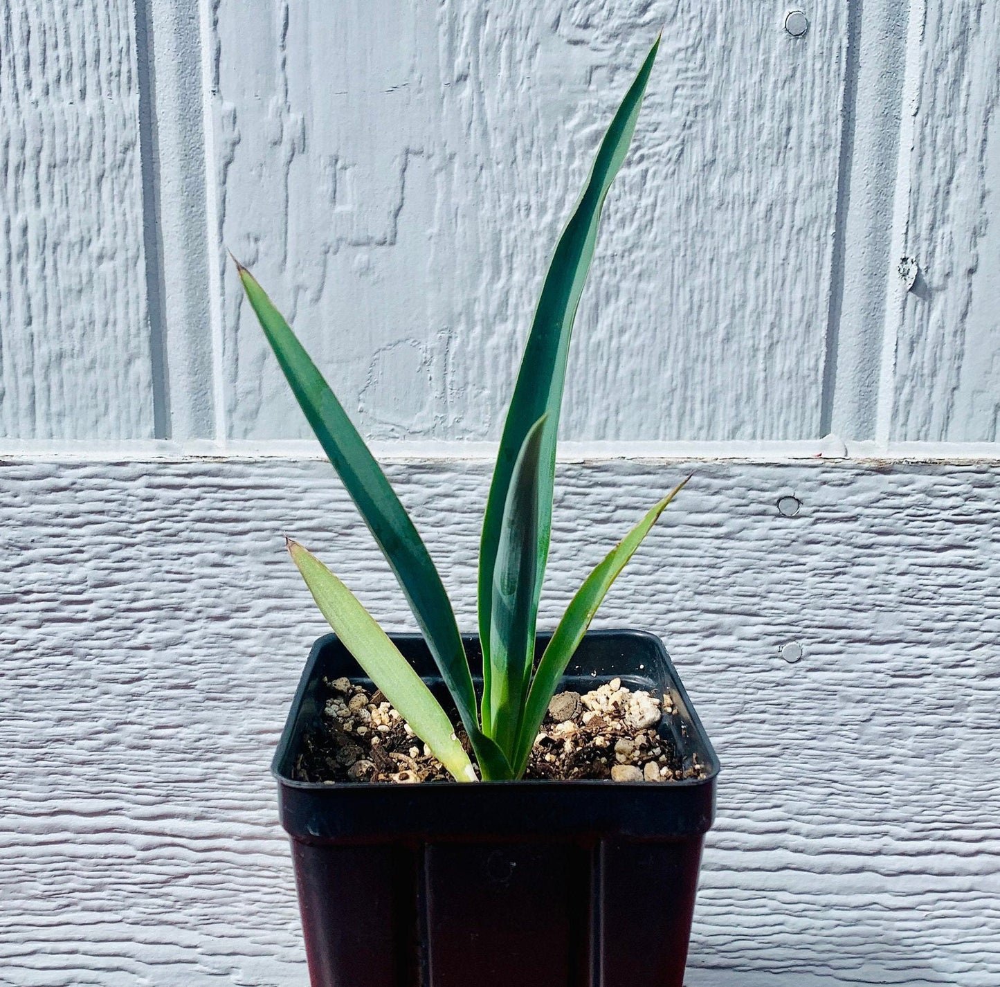 Yucca filifera 'Mexican Tree Yucca' Oregon COLD HARDY