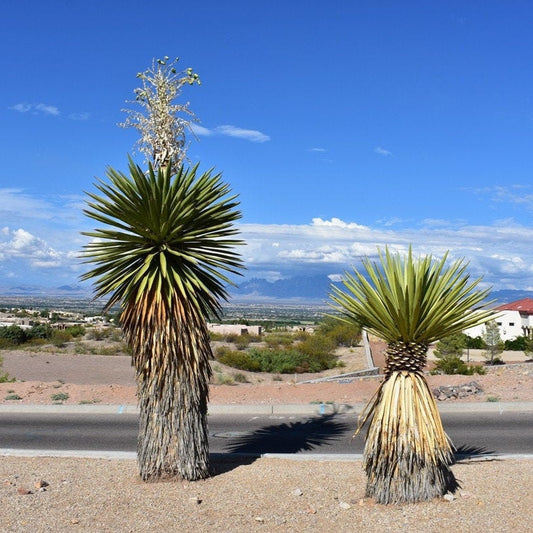 Yucca faxoniana (Giant Spanish Dagger) COLD HARDY