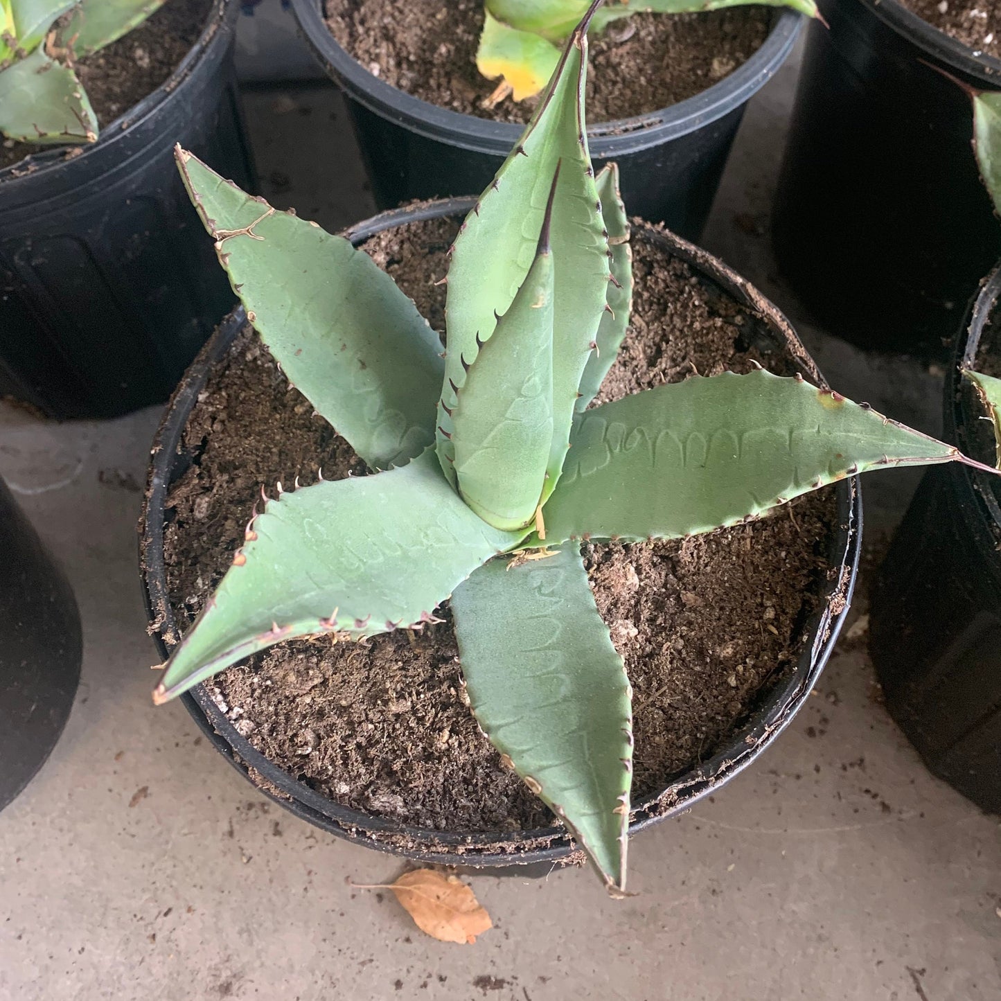 Agave havardiana 'Oregon' Century Plant - COLD HARDY ZONE 5