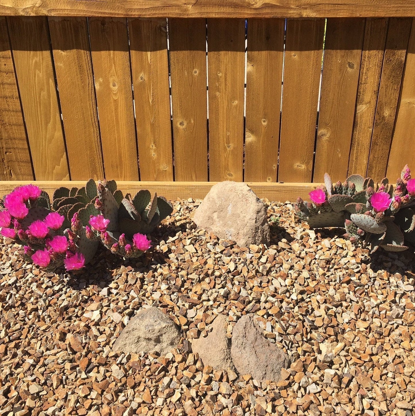 Beavertail Cactus 'Oregon Giant' (Opuntia basilaris) COLD HARDY