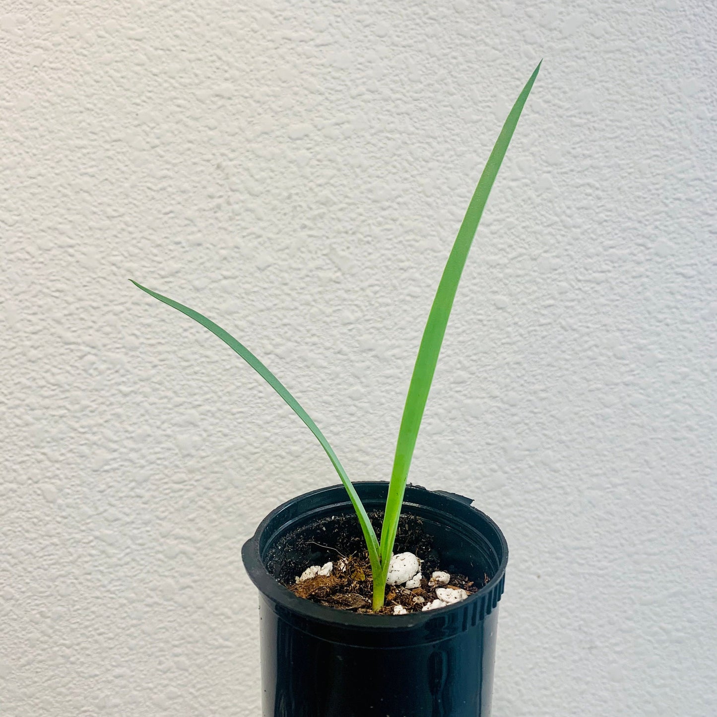 Yucca rostrata Oregon Blue 'Beaked Yucca' COLD HARDY