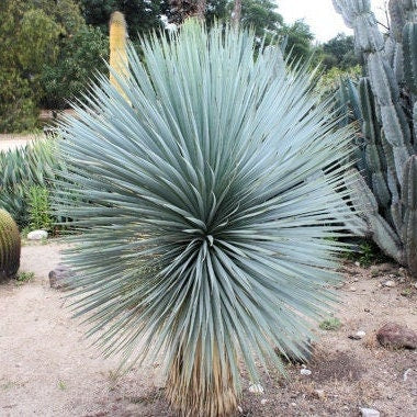 Yucca rostrata Oregon Blue 'Beaked Yucca' COLD HARDY