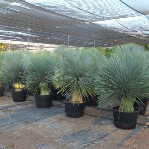Yucca rostrata Oregon Blue 'Beaked Yucca' COLD HARDY