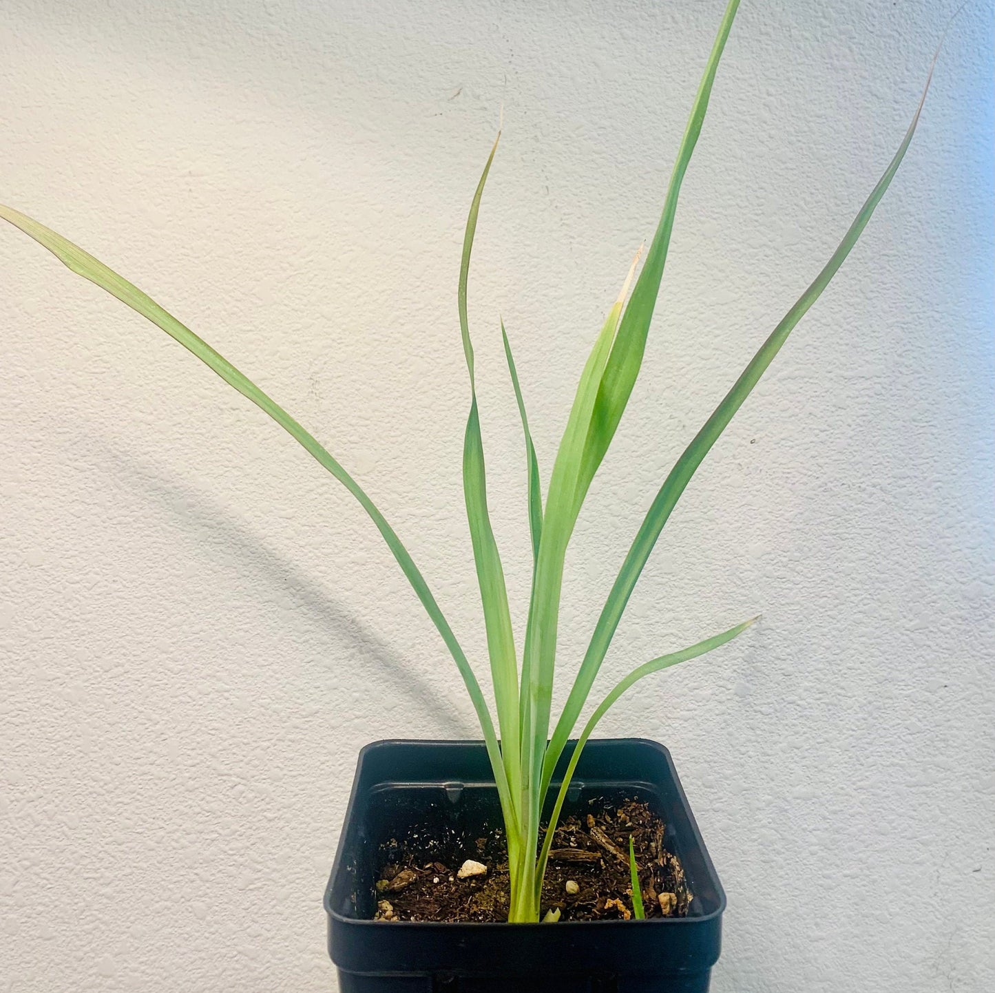 Yucca rostrata Oregon Blue 'Beaked Yucca' COLD HARDY