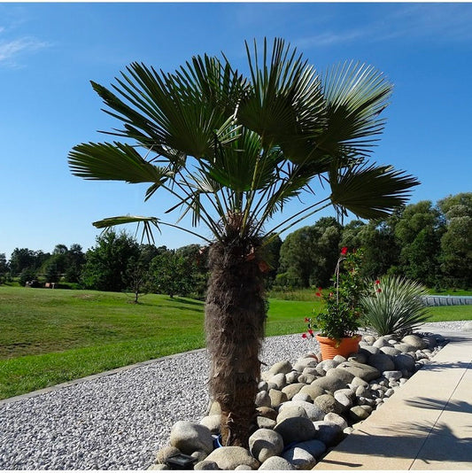 Trachycarpus fortunei 'Tesan' Windmill Palm COLD HARDY