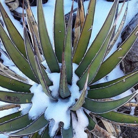 Agave lechuguilla 'Shin Dagger" COLD HARDY ZONE 6