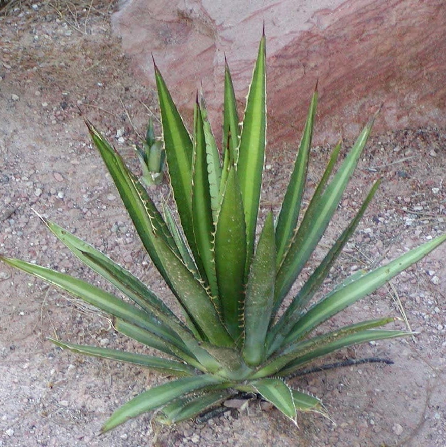 Agave lechuguilla 'Shin Dagger" COLD HARDY ZONE 6