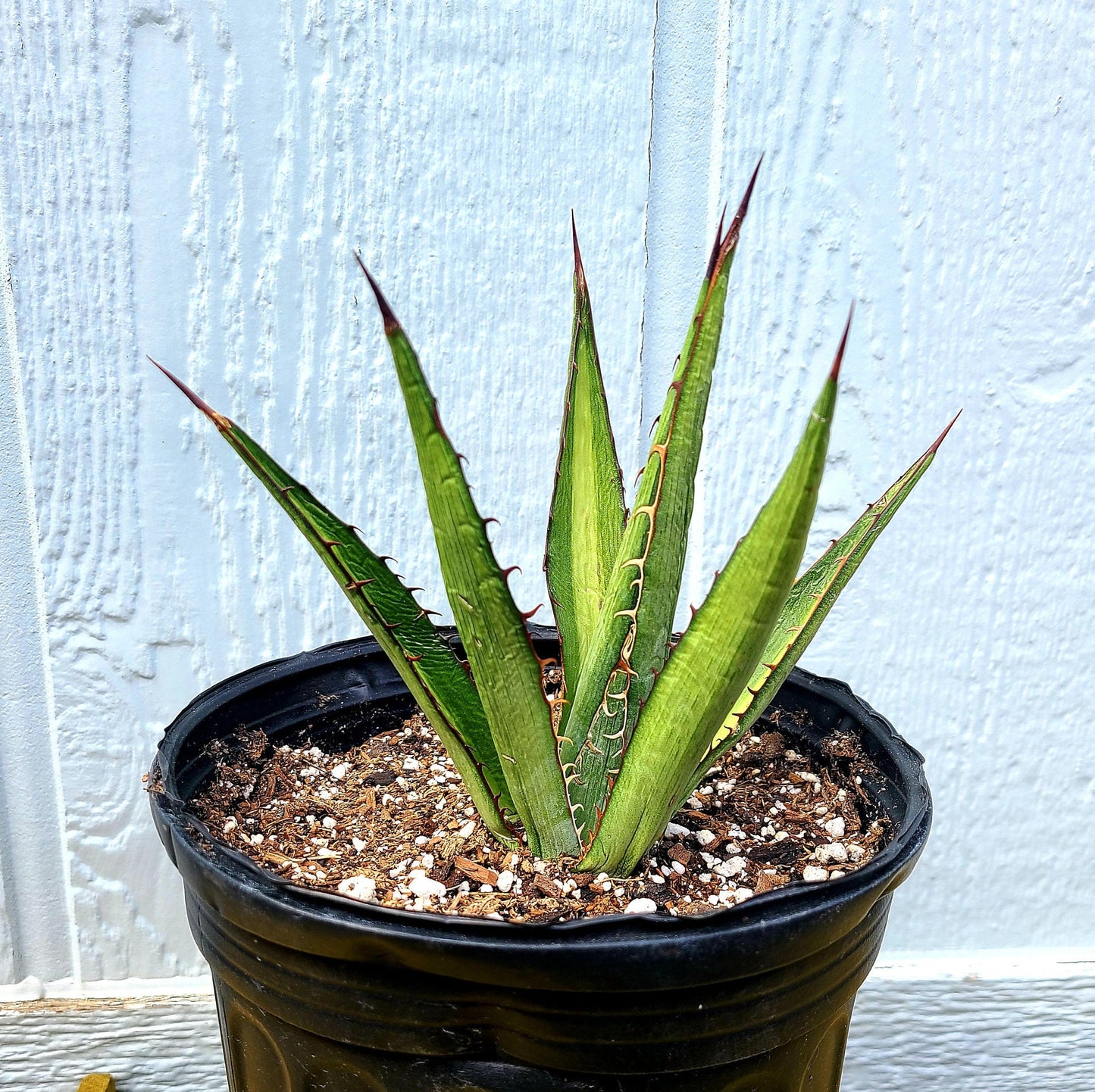Agave lechuguilla 'Shin Dagger" COLD HARDY ZONE 6