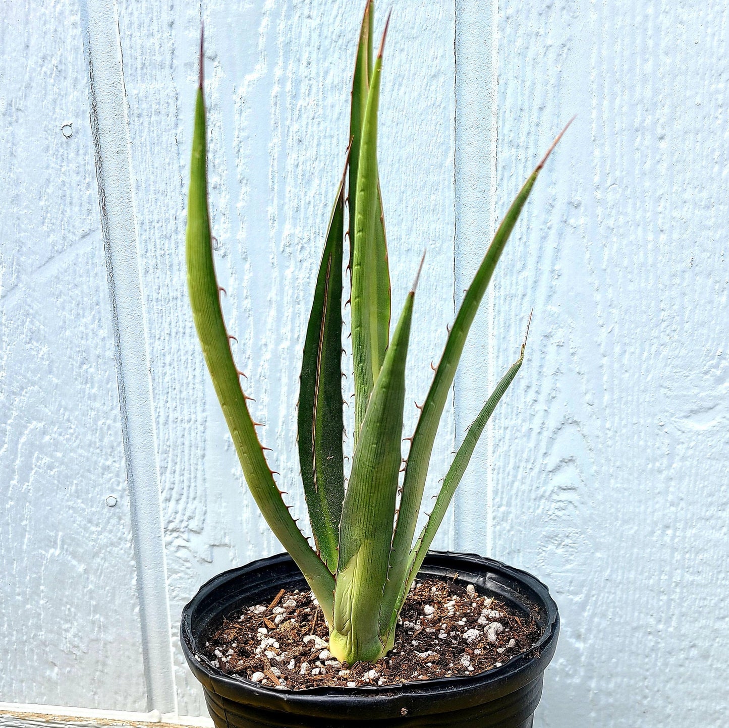 Agave lechuguilla 'Shin Dagger" COLD HARDY ZONE 6
