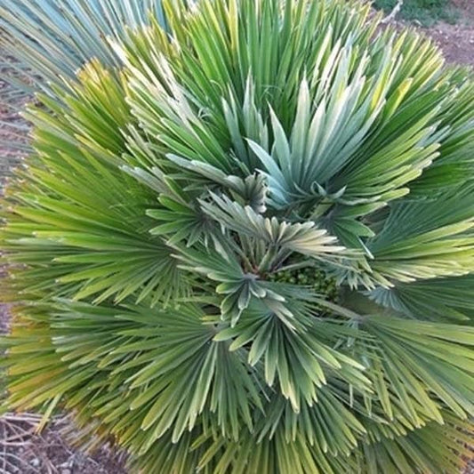Chamaerops humilis 'Volcano'  COLD HARDY