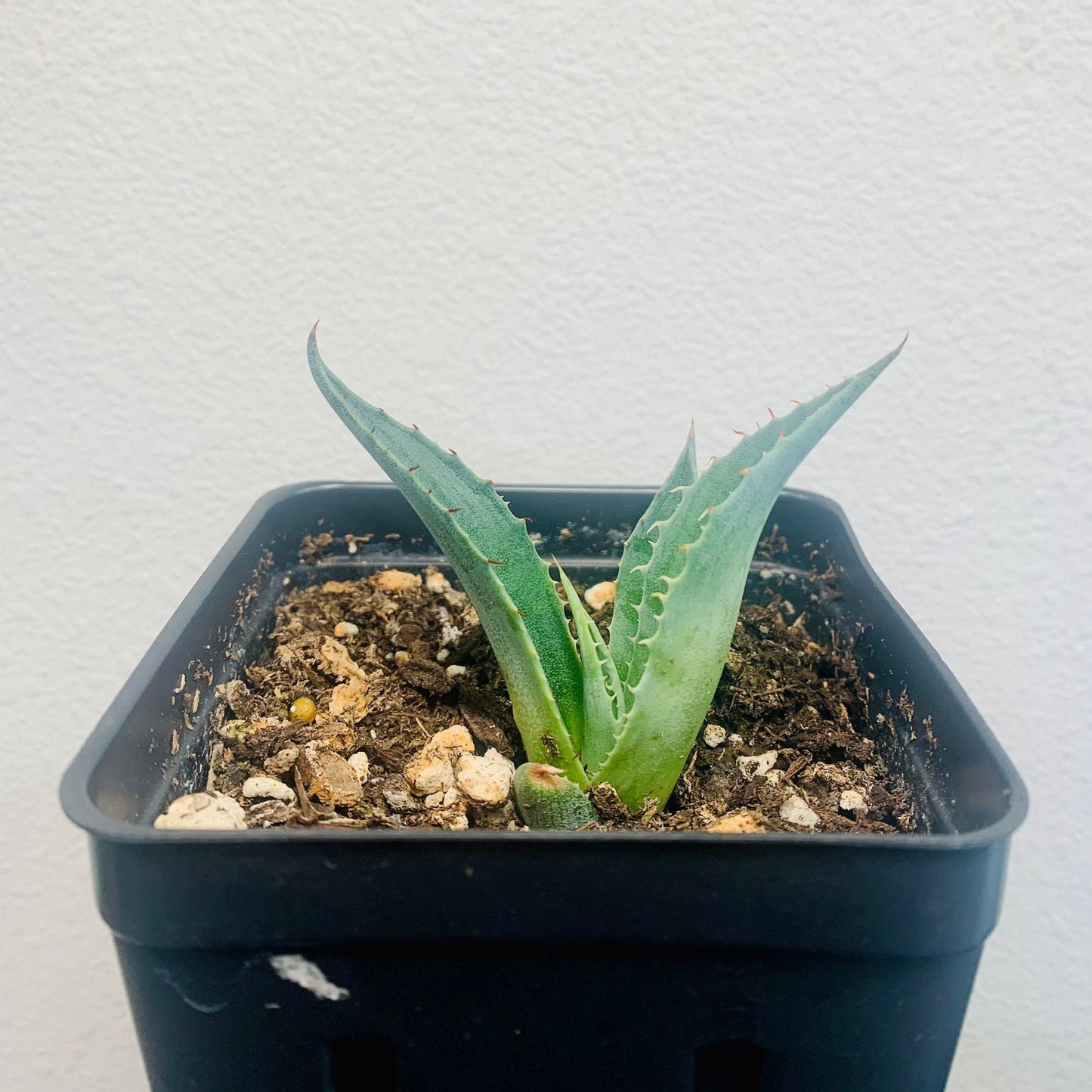 Agave havardiana 'Oregon' Century Plant - COLD HARDY ZONE 5