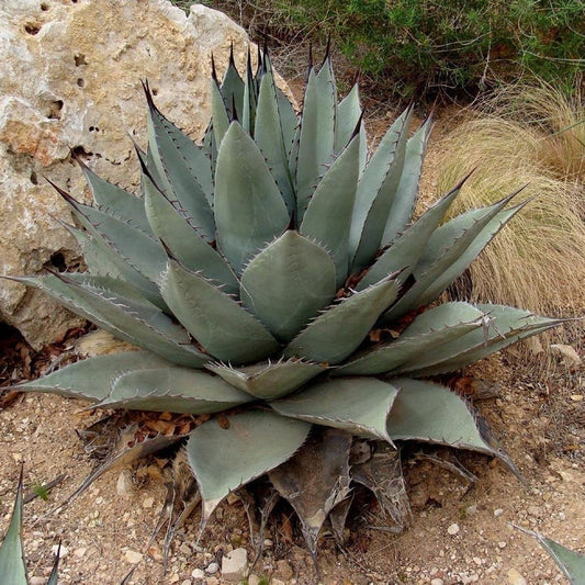 Agave havardiana 'Oregon' Century Plant - COLD HARDY ZONE 5