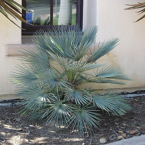 Chamaerops humilis 'Cerifera' Oregon COLD HARDY