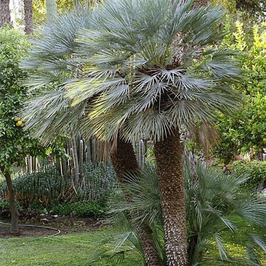 Chamaerops humilis 'Cerifera' Oregon COLD HARDY