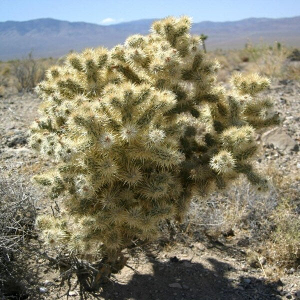 Cholla 'Oregon Haze' (Cylindropuntia echinocarpa) HARDY Seeds
