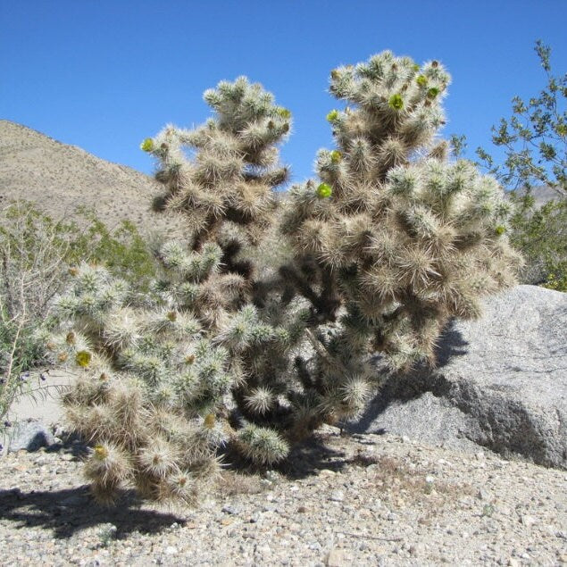 Cholla 'Oregon Haze' (Cylindropuntia echinocarpa) HARDY Seeds