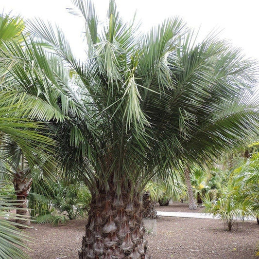 Jubaea chilensis 'Wine Palm' Oregon COLD HARDY