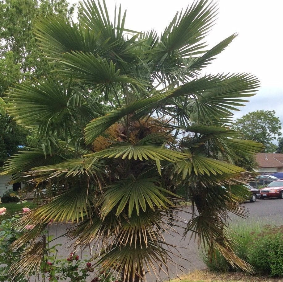 Trachycarpus fortunei 'Vancouver' Palm COLD HARDY Seeds