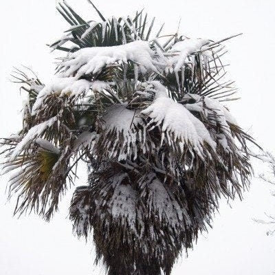 Trachycarpus fortunei 'Vancouver' Palm COLD HARDY Seeds