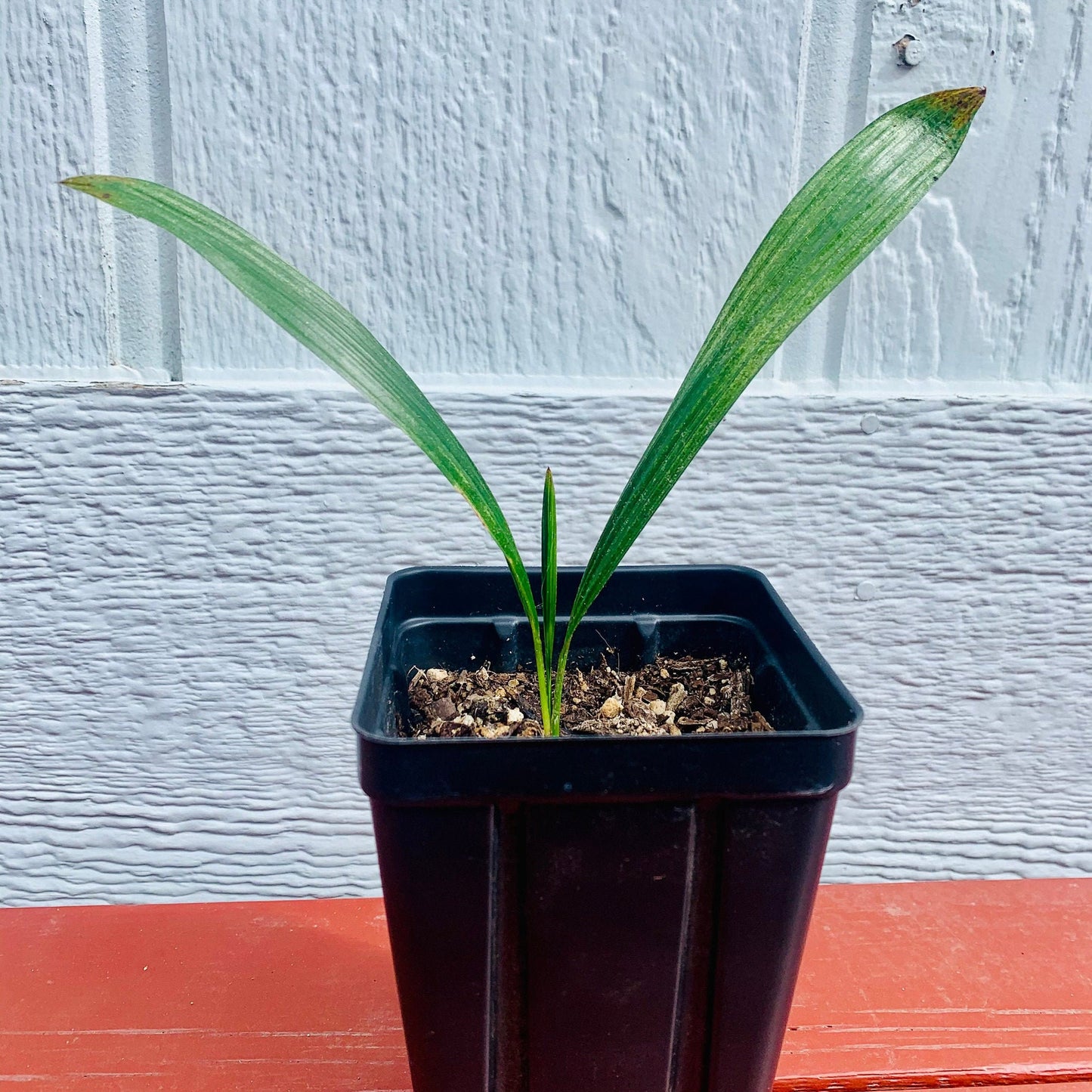 Trachycarpus fortunei 'Naini Tal' Palm COLD HARDY