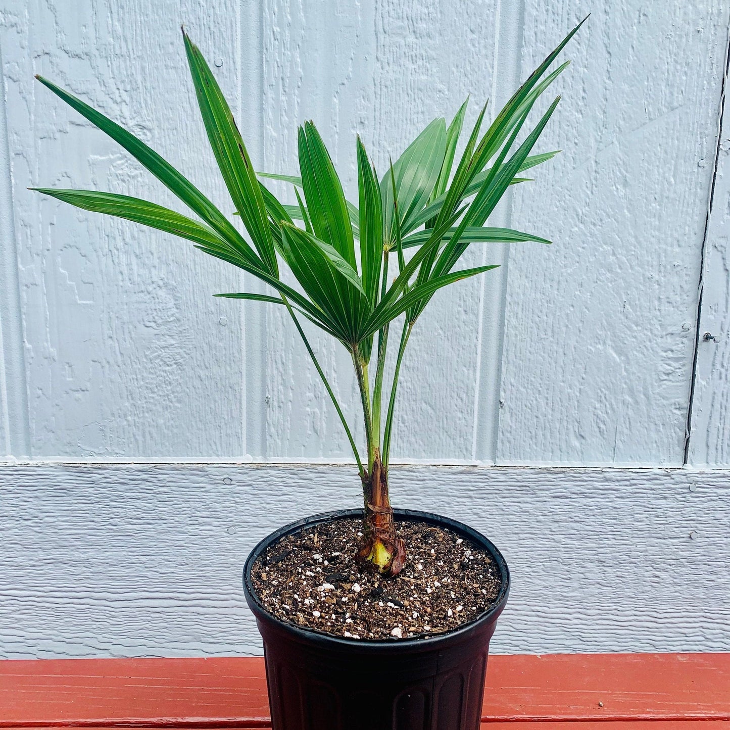 Trachycarpus fortunei 'Naini Tal' Palm COLD HARDY