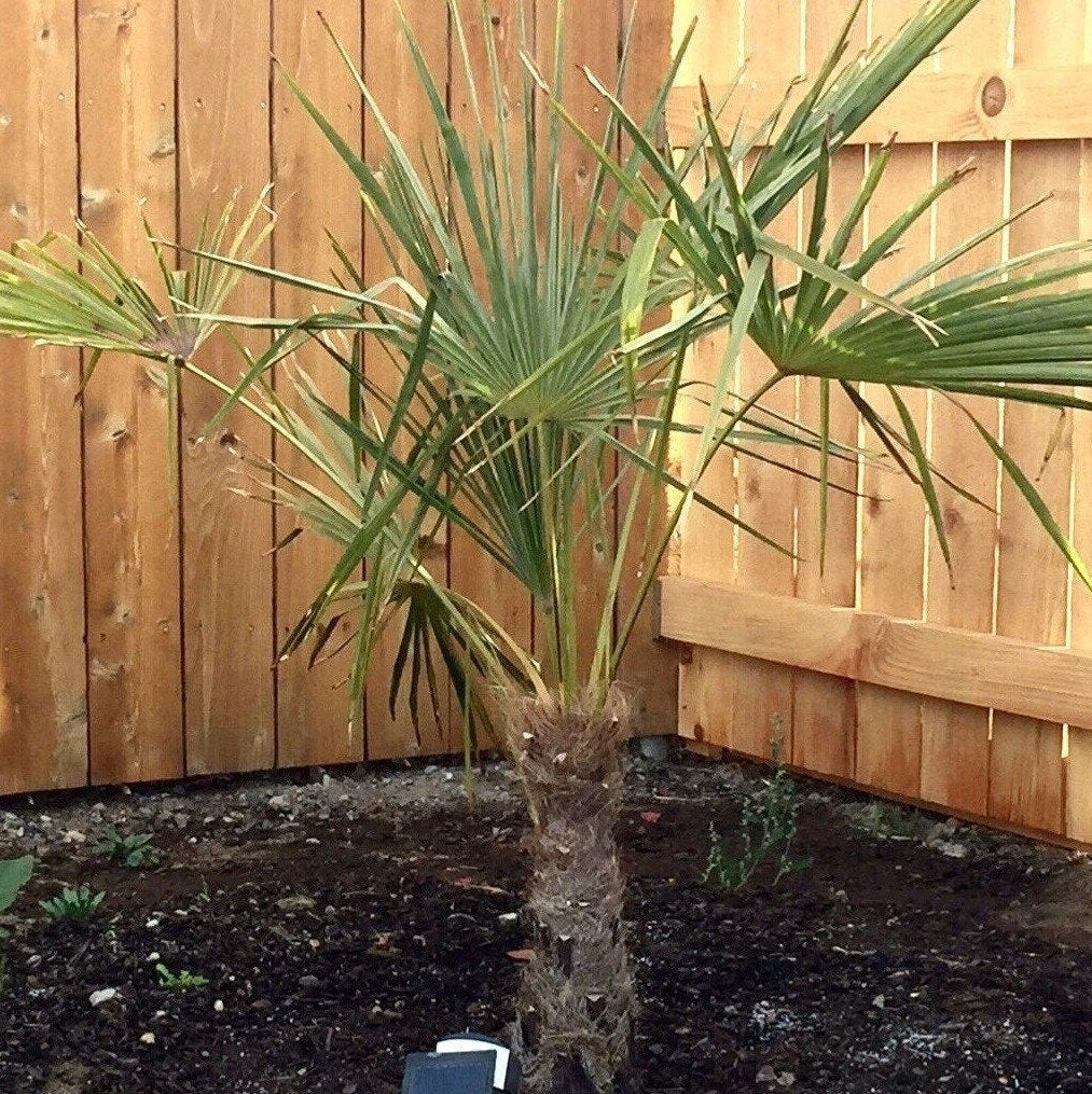 Trachycarpus fortunei 'Nova' Windmill Palm COLD HARDY