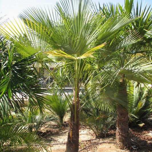 Trachycarpus fortunei 'Nova' Windmill Palm COLD HARDY