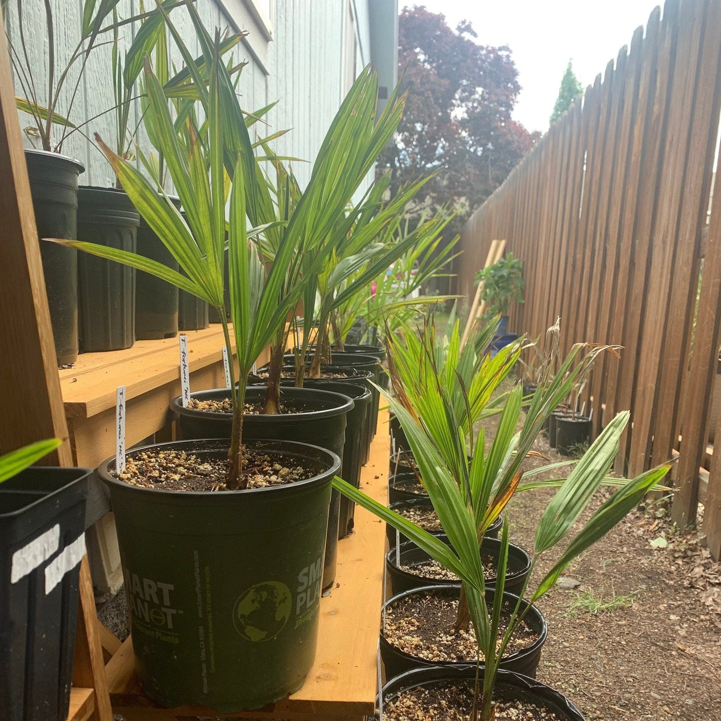 Trachycarpus wagnerianus x ‘Bulgaria’ - COLD HARDY
