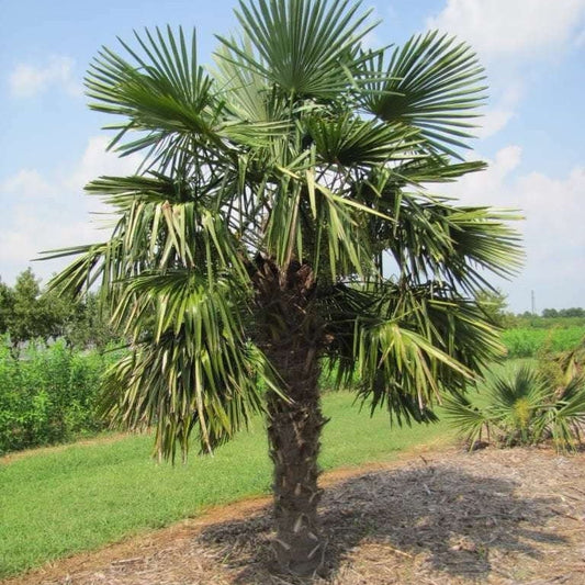 Trachycarpus wagnerianus x ‘Bulgaria’ - COLD HARDY