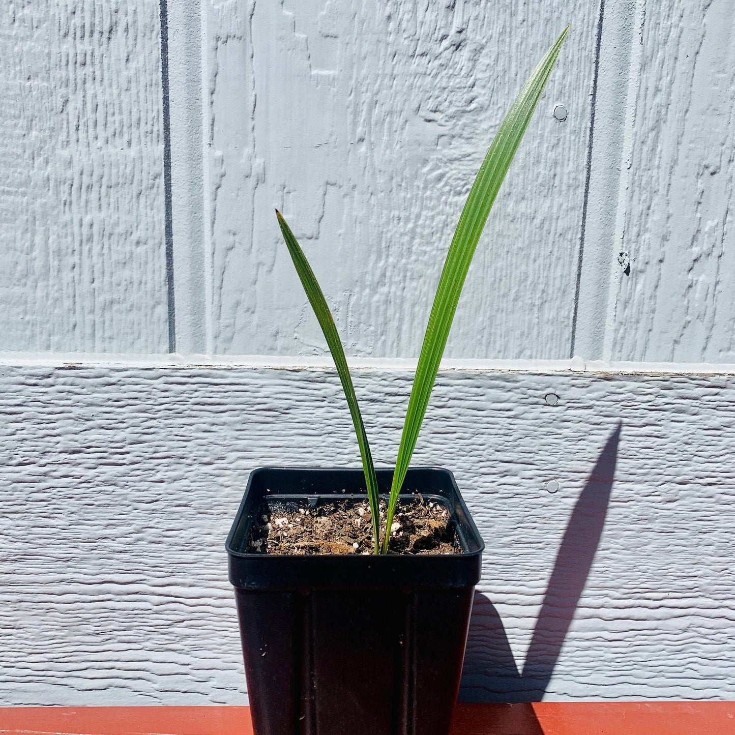 Chamaerops humilis 'Cerifera' COLD HARDY