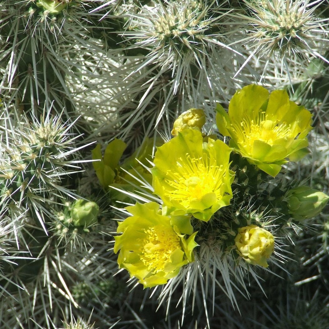 Whipple's Cholla Cactus (Cylindropuntia whipplei) COLD HARDY