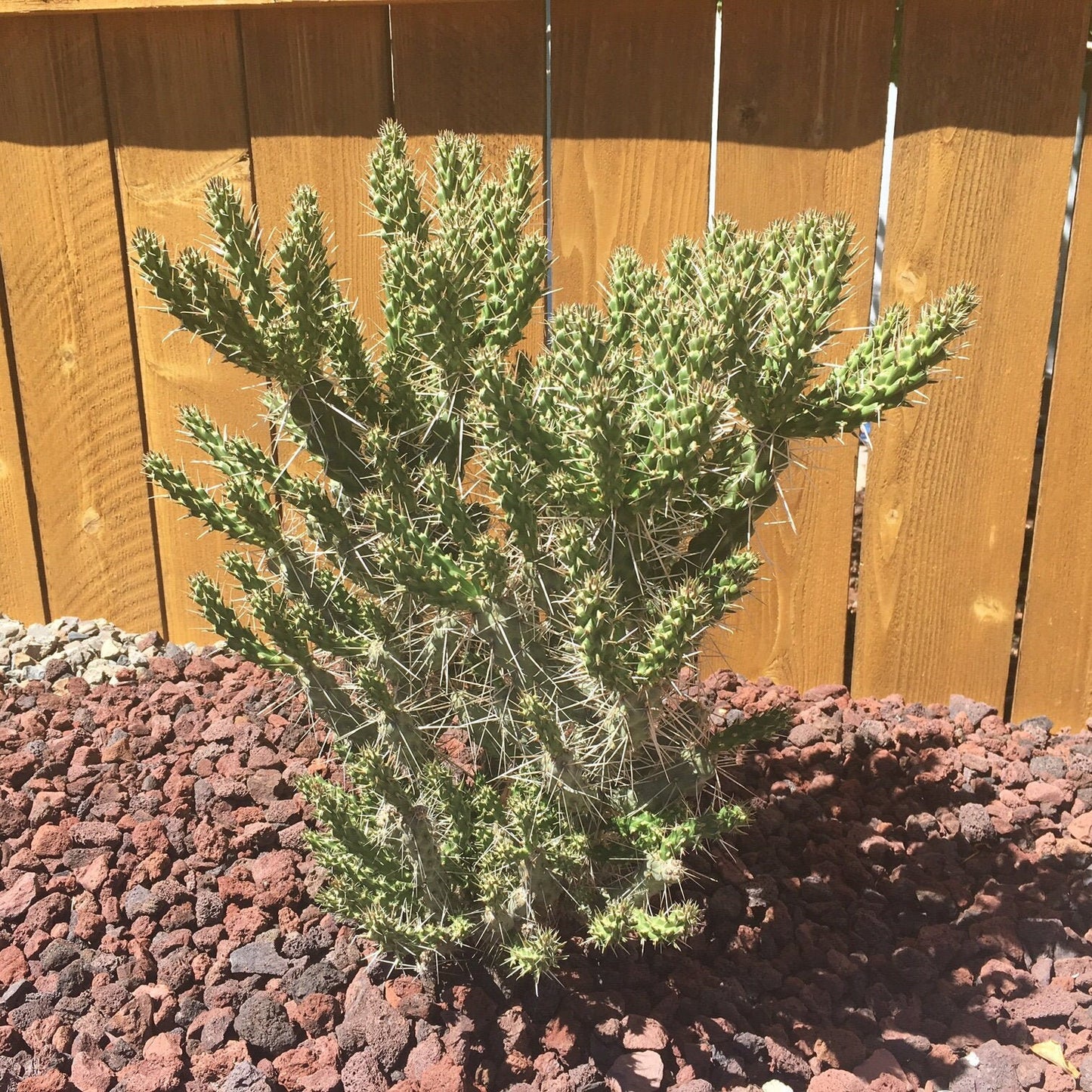 Whipple's Cholla Cactus (Cylindropuntia whipplei) COLD HARDY