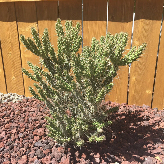 Whipple's Cholla Cactus (Cylindropuntia whipplei) COLD HARDY
