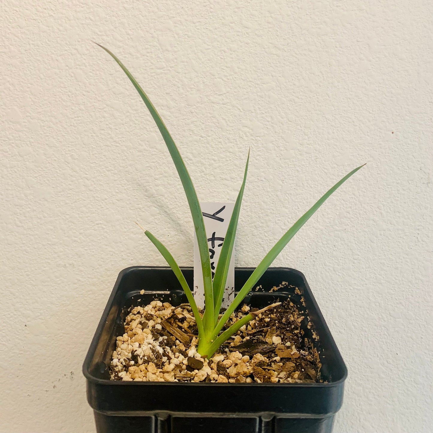 Yucca rostrata Oregon Blue 'Beaked Yucca' COLD HARDY