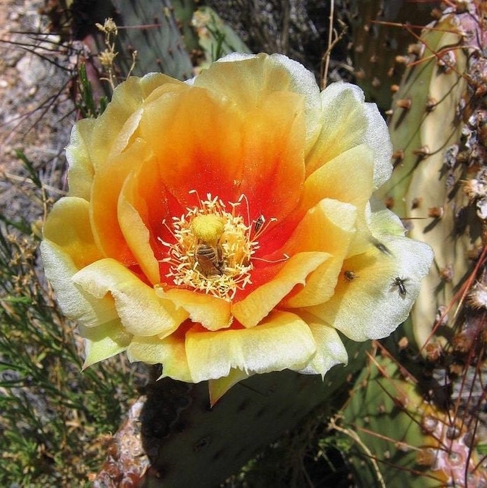Prickly Pear Cactus 'Sapphire' (Opuntia macrocentra) COLD HARDY