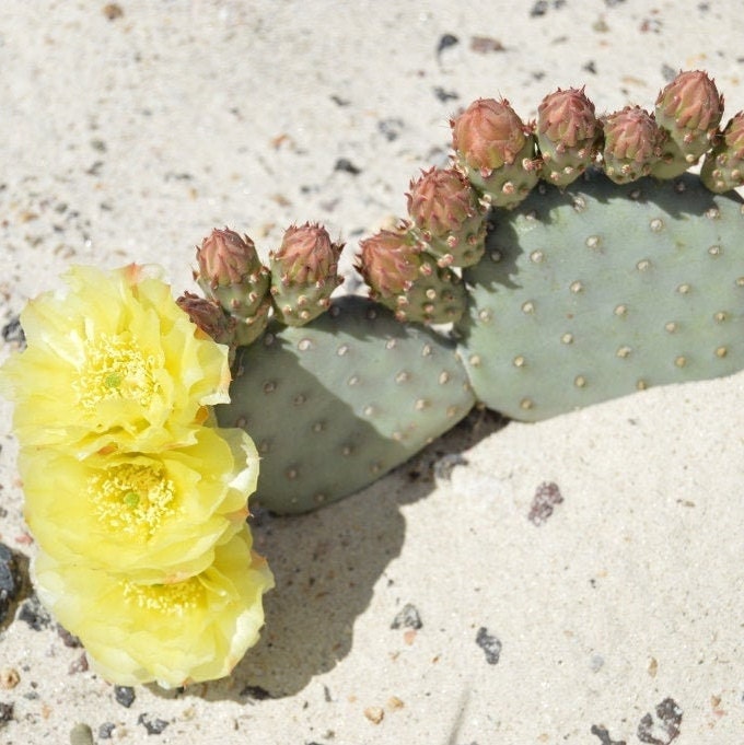Beavertail Cactus 'Kanab Blue' (Opuntia aurea) COLD HARDY