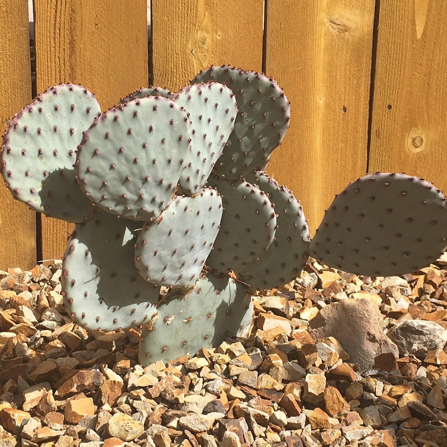 Prickly Pear Cactus 'Sapphire' (Opuntia macrocentra) COLD HARDY