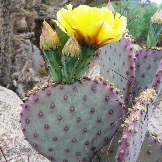 prickly pear cactus bloomscape Prickly Pear Cactus 'Sapphire' (Opuntia macrocentra) COLD HARDY – Desertscape Nursery